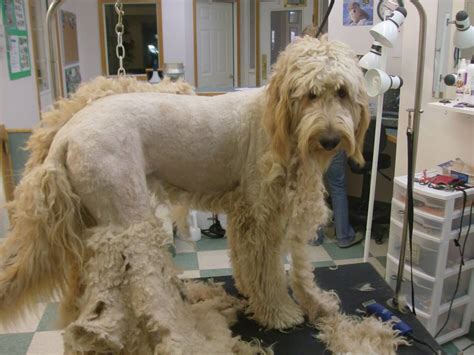 Badass Goldendoodle Grooming Styles for Your Pup