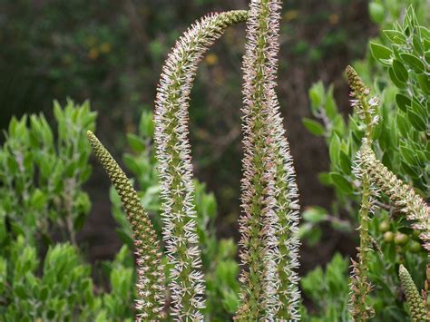 Sabadilla Para Que Serve - RETOEDU