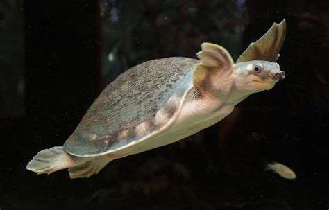 Pig Nosed Turtle Facts And Pictures