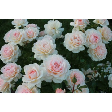 Роза Чандос Бьюти Фото – Telegraph