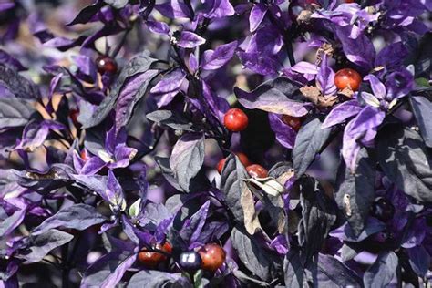 The Prettiest Ornamental Peppers You Should Grow