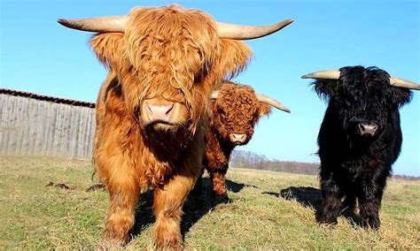 Mini Highland Cow That Can Be Identified From Highland Cattle Mini