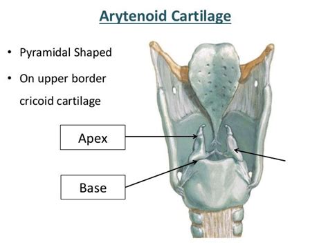 Larynx Anatomy