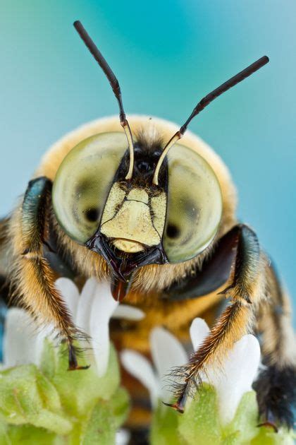 Bees And Wasps Southern Carpenter Bee Xylocopa Micans Carpenter