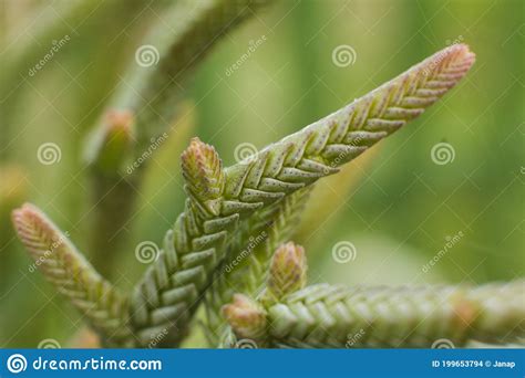 Crassula Muscosa Princess Pine Clubmoss Crassula Zipper Plant