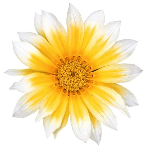 Gazania Rigens F Zany Sunny Side Up Muller Seeds