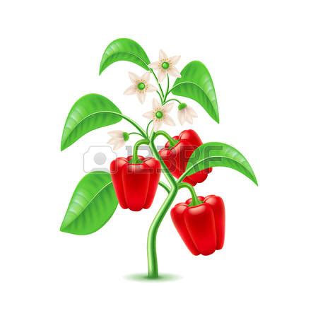 Pepper harvest clipart 20 free Cliparts | Download images on Clipground ...