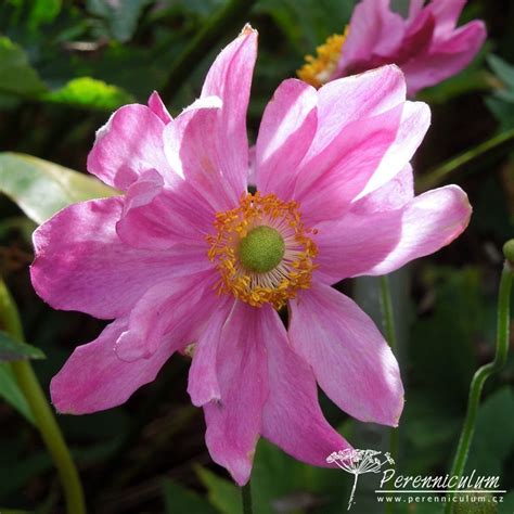 Anemone Hupehensis Prinz Heinrich Perenniculum