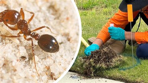 Tweed Shire Council Declare Fire Ant Incursion Into Murwillumbah