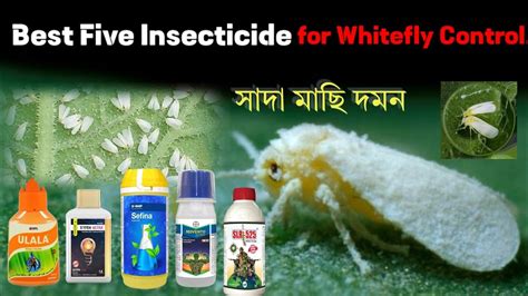 Best Five Insecticide For Whitefly Control I Youtube