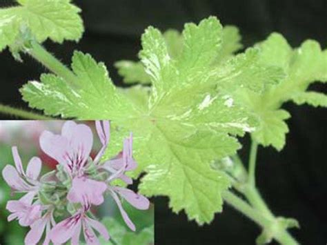 All Pelargoniums – tagged "Scented-Leaved" – Fibrex Nurseries