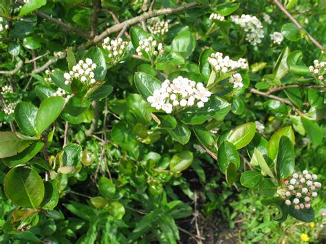 Aronia melanocarpa – Levinsen A/S | Treeseed.com