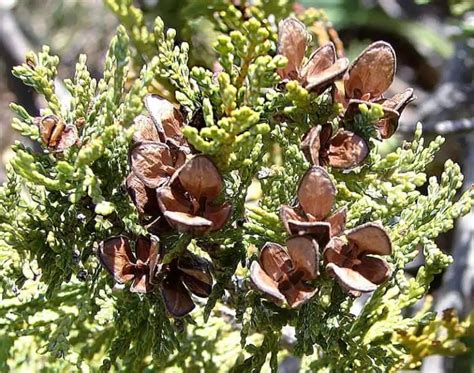 17 Different Types of Cedar Trees & Their Identifying Features