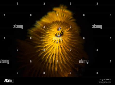 Christmas Tree Worm Spirobranchus Giganteus Stock Photo Alamy