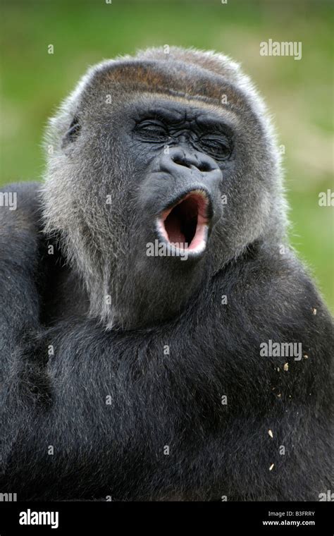 Funny Gorilla Smiling