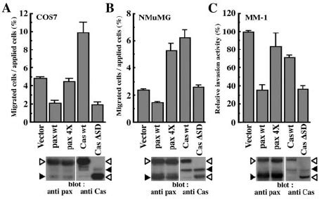 Opposing Effects Of Paxillin And P Cas On Cell Migratory