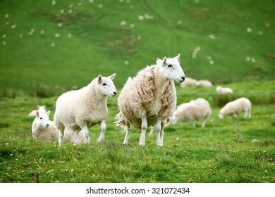 176 Cheviot sheep Images, Stock Photos & Vectors | Shutterstock