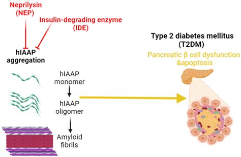 Human Islet Amyloid Polypeptide Iapp And Development Of Pancreatic