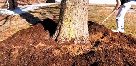 Eco Friendly Methods Of Removing Tree Stumps From Your Yard