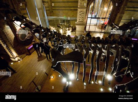 Natural History Museum dinosaurs London Stock Photo - Alamy