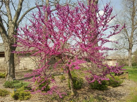 texas_redbud_4 – La Tejana Trees