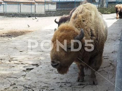 Photograph: Male yak with big horns in the zoo. The yak Bos mutus is a ...