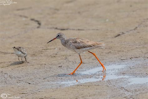 Gallery - A Migrant Birder