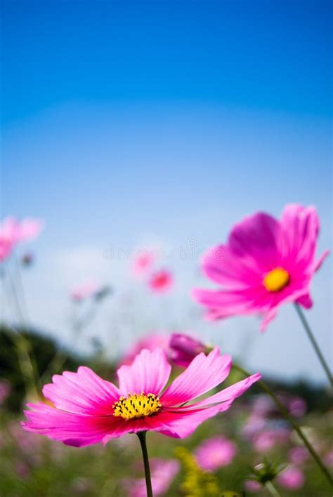 Campo De Flores Cor De Rosa Do Cosmos Imagem De Stock Imagem De