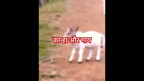 कान्हा और गाय Cute गाय के बच्चेlove Cute Cow Animals Trending