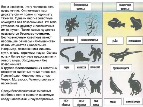 Наземные беспозвоночные - презентация онлайн