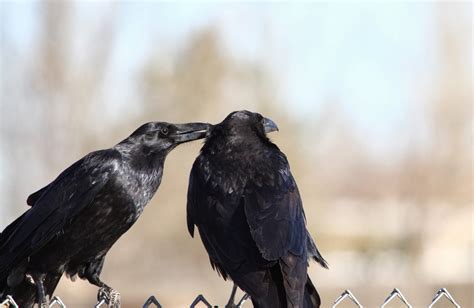 Roger's Birding Adventures: Interesting Common Raven behavior, plus ...