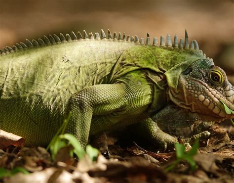 Iguana Vive Quantos Anos - Quantos Anos Vive uma Iguana? - Meus Amigos Peludos