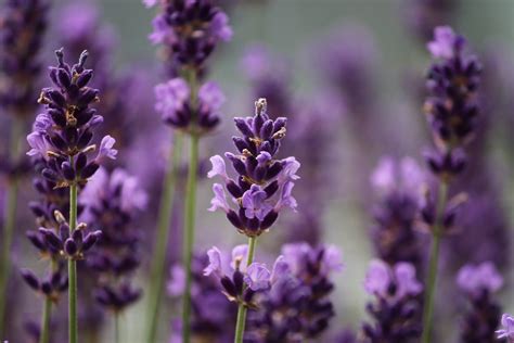 Plantas de flor para perfumar tu jardín Hogar inteligente vcsradio net