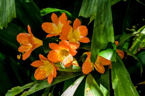 How to Grow And Care for a Clivia Plant - Gardenerdy