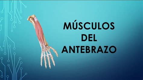 Descubre los secretos de los músculos del antebrazo y muñeca para