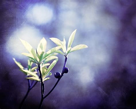 Indigo Photography Dark Blue Purple Nature By Carolyncochrane