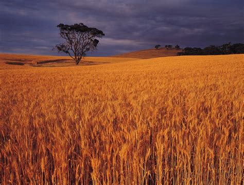 Australia achieves average wheat, barley harvests - AGCanada