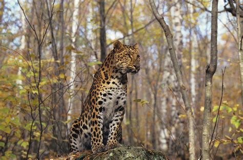 The Amur leopard: By what rules does the rarest representative of its ...