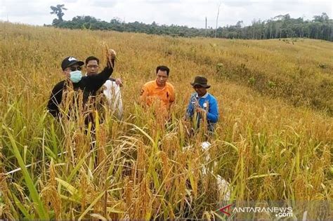 Panen Padi Ladang Di Barito Utara Hasil Yang Menggembirakan Antara