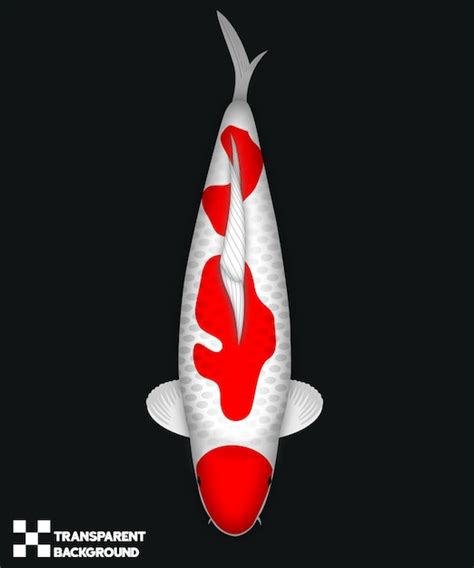 Premium PSD Koi Fish Kohaku Menkaburi