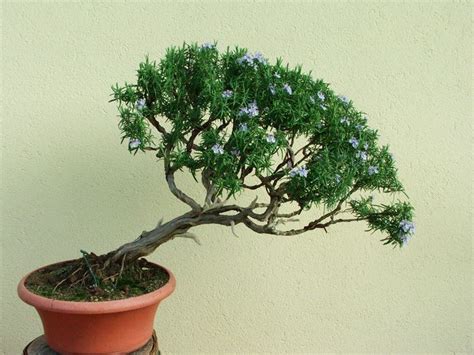 Come Curare Un Bonsai Di Rosmarino Fare Bonsai Curare Un Bonsai Di