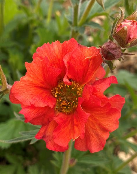 Geum Scarlet Tempest Lire Stewarts Garden Centre