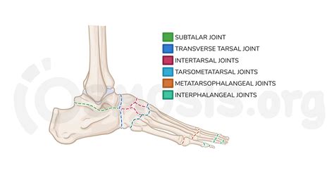 Mortise Joint Ankle Movement At Lowell Conover Blog