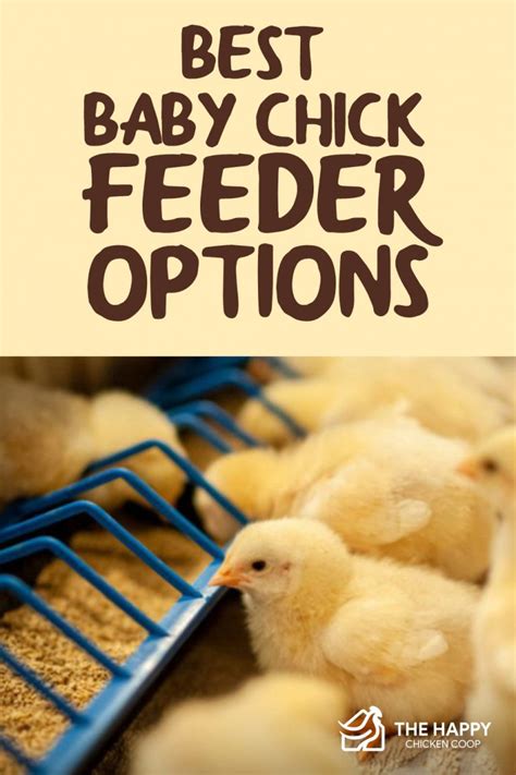 Top 5 Best Baby Chick Feeder Options A Comprehensive Buying Guide