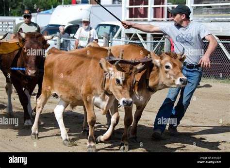 Ox goad hi-res stock photography and images - Alamy