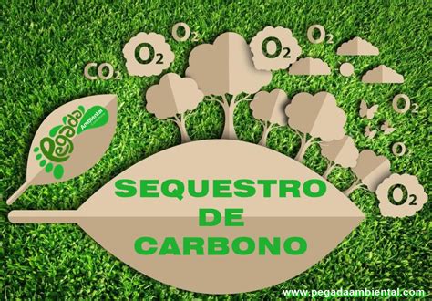 Sequestro De Carbono O Que Qual Sua Import Ncia