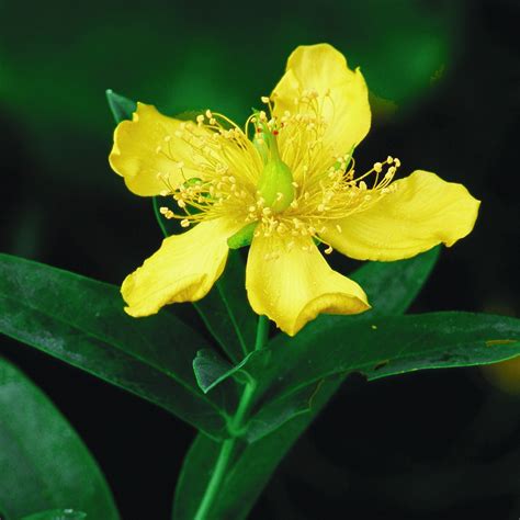 Hypericum prolificum (Shrubby St. John's Wort)