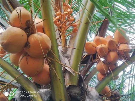 Green Year Kerala Orange Coconut Plant Cod Hybride Plant For