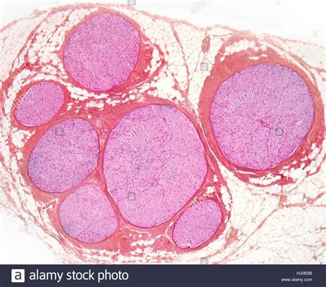 Nerve Cross Section Diagram Quizlet