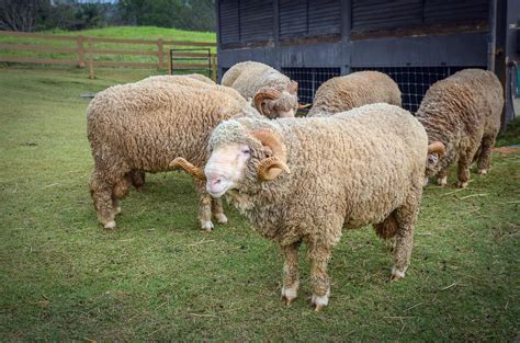 Free Images Nature Farm Animal Farming Pasture Grazing Sheep